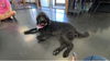 adoptable Dog in harrison, AR named Abby