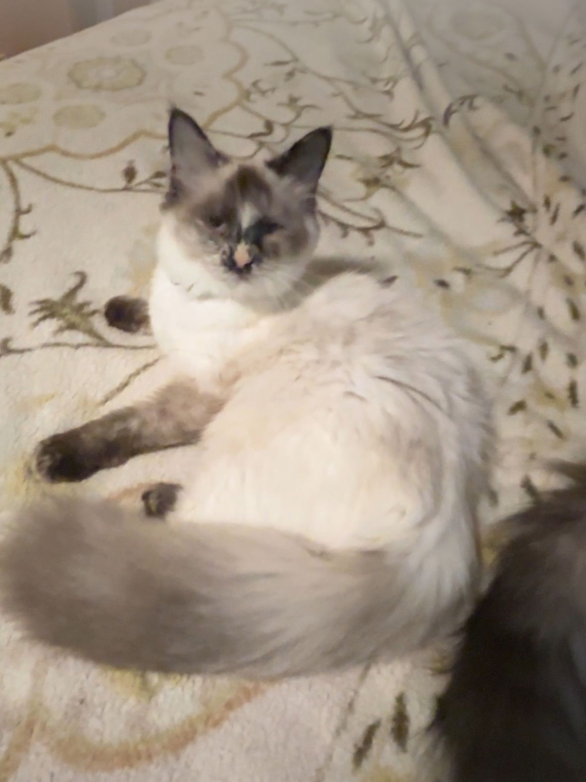 adoptable Cat in Harrison, AR named Czanne