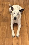 adoptable Dog in  named Gabe