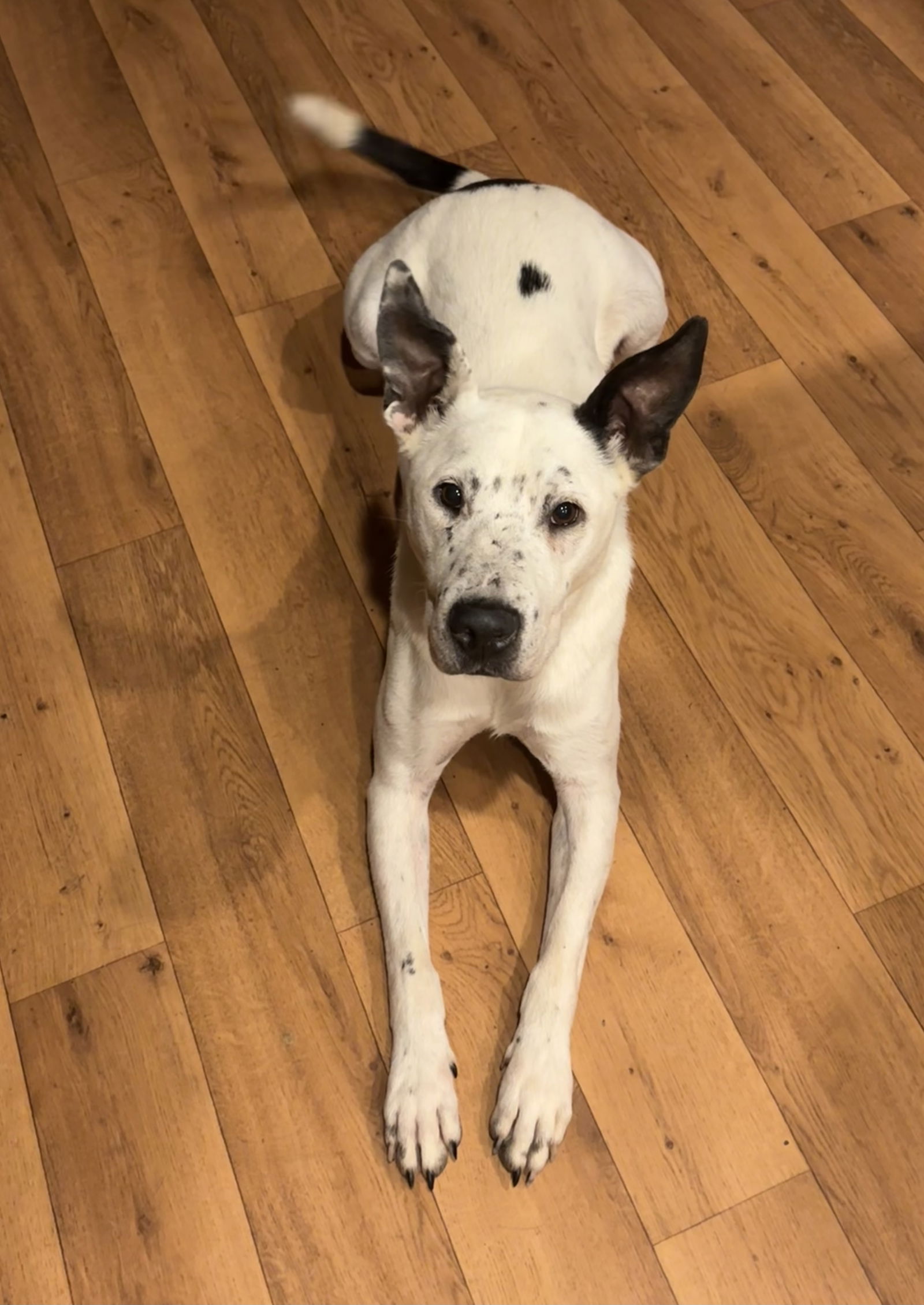 adoptable Dog in Harrison, AR named Gabe