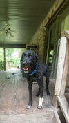 adoptable Dog in harrison, AR named Paisley