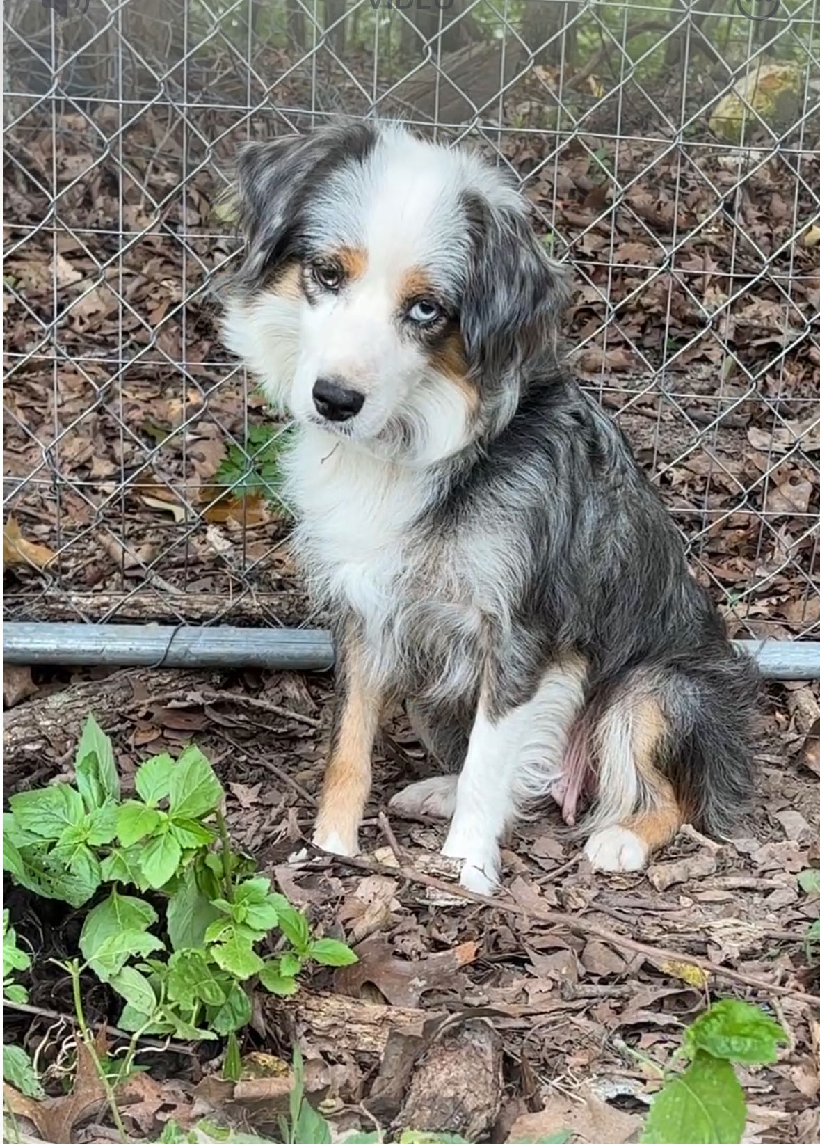 adoptable Dog in Harrison, AR named Nova