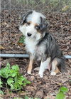 adoptable Dog in harrison, AR named Nova