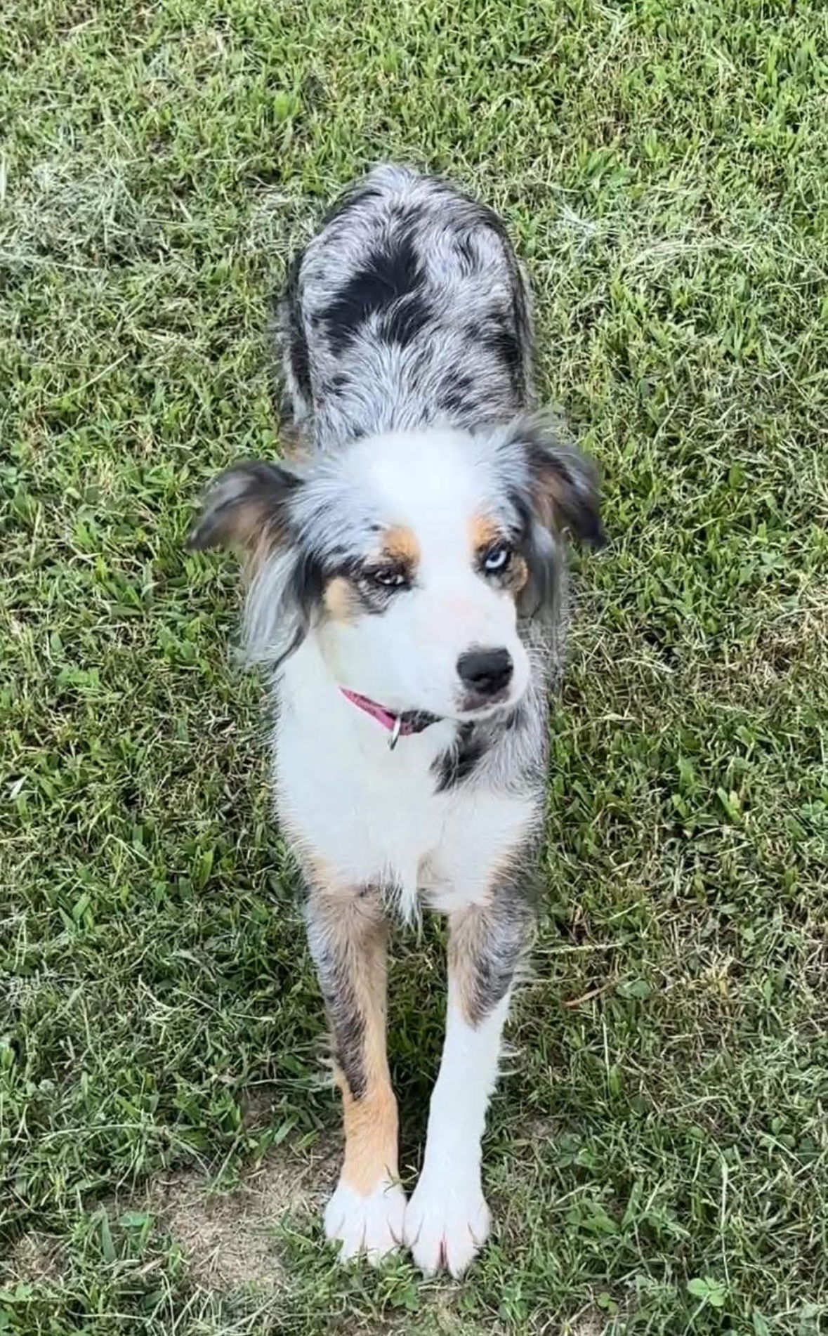 adoptable Dog in Harrison, AR named Nova