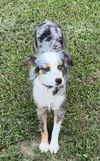 adoptable Dog in  named Nova