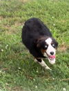 adoptable Dog in harrison, AR named Brandy