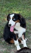 adoptable Dog in  named Brandy
