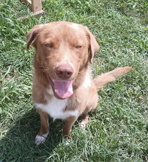 PATCH - Golden Retriever / Great Pyrenees available for adoption