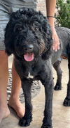 adoptable Dog in  named Theo