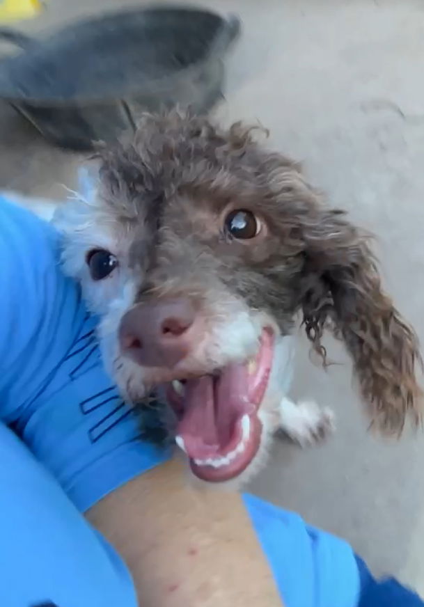 adoptable Dog in Harrison, AR named Mia E