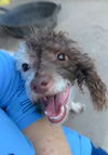 adoptable Dog in  named Mia E