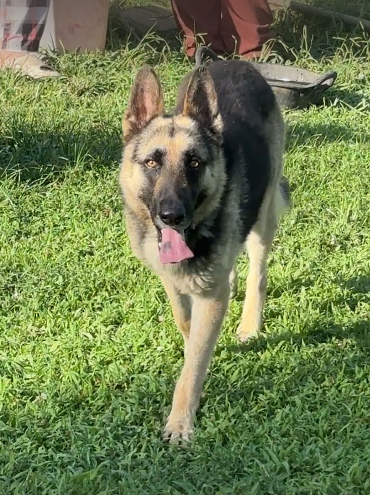 adoptable Dog in Harrison, AR named Milo