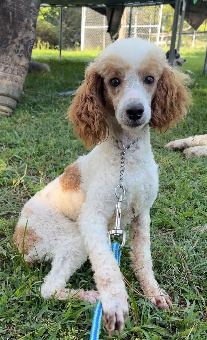 adoptable Dog in Harrison, AR named Corey