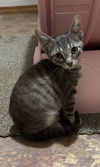 adoptable Cat in  named Benny