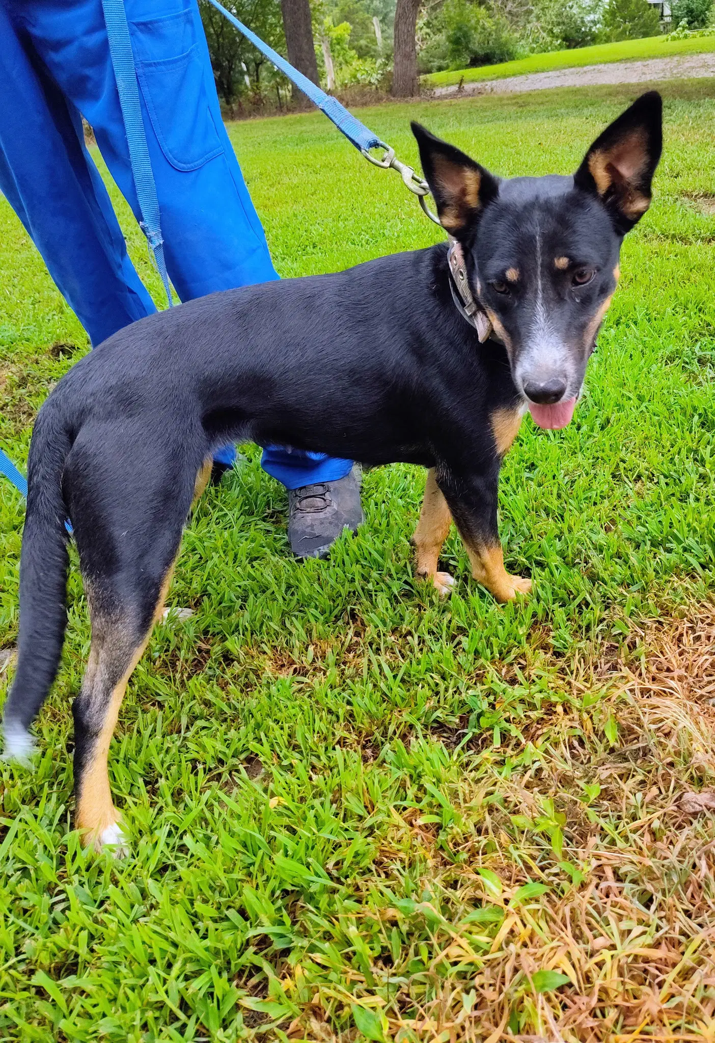 Bella Carol - German Shepherd Dog