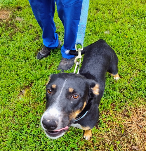 BELLA CAROL - German Shepherd Dog / Australian Cattle Dog/Blue Heeler available for adoption