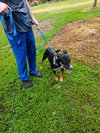 Bella Carol - Photo 4