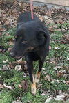 Max - Photo 2