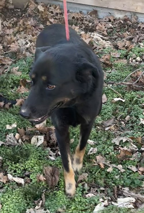 MAX - Shepherd available for adoption