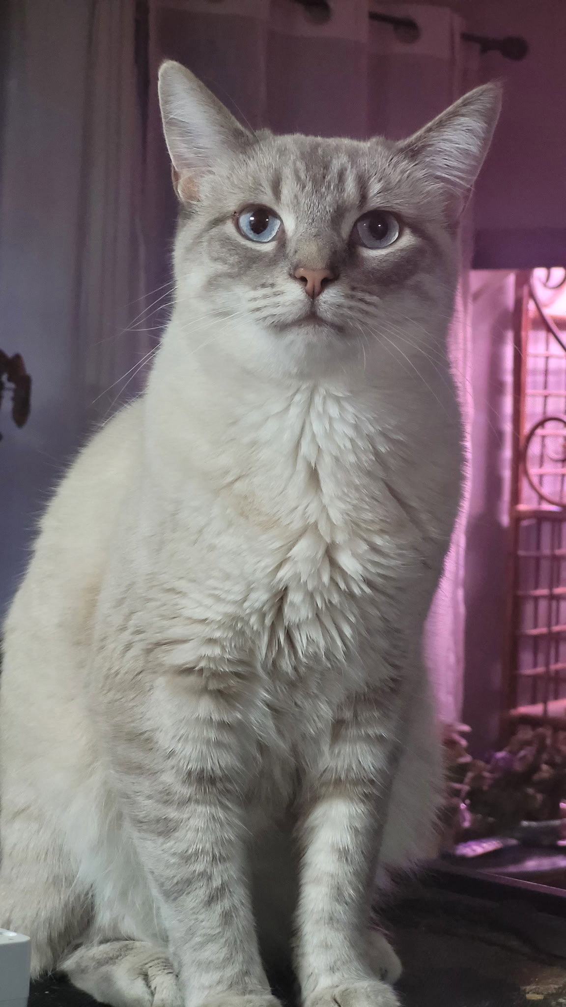 King Charles Image