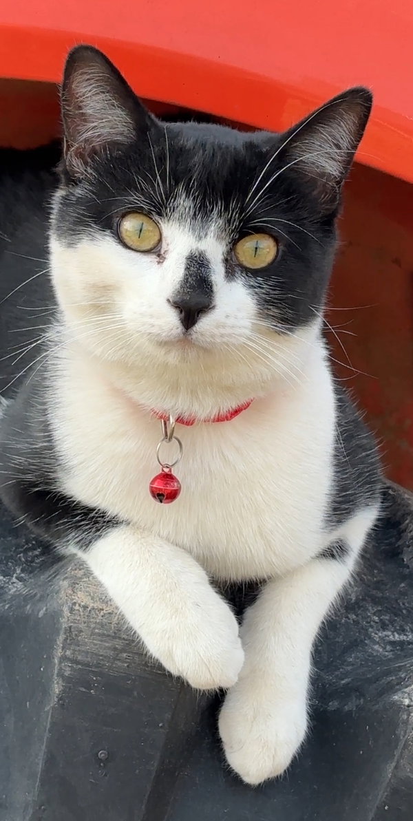 Jett