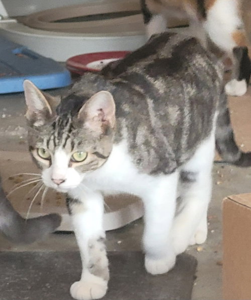 picture of the cat needing adoption