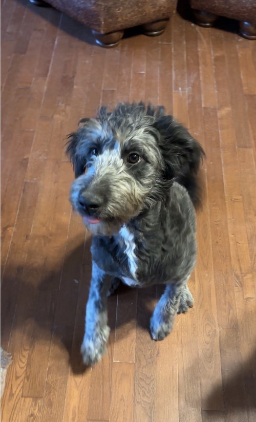 Echo E, an adoptable Irish Wolfhound in Harrison, AR