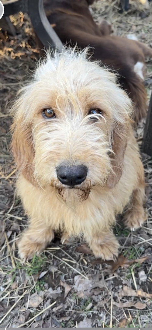 Honey E, an adoptable Basset Hound in Harrison, AR