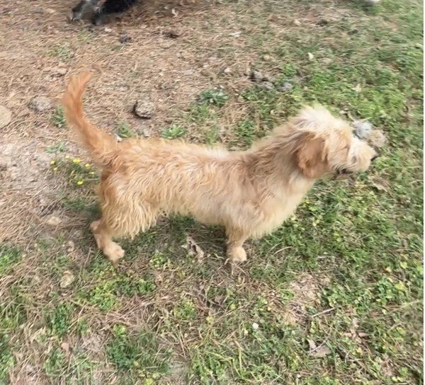 Honey E