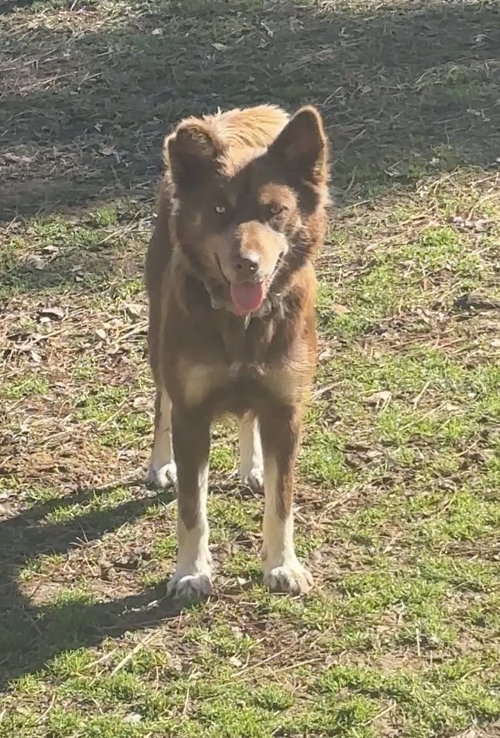 Cici E, an adoptable Australian Shepherd in Harrison, AR