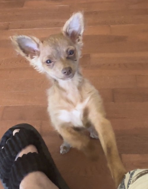 Rico E, an adoptable Chihuahua in Harrison, AR