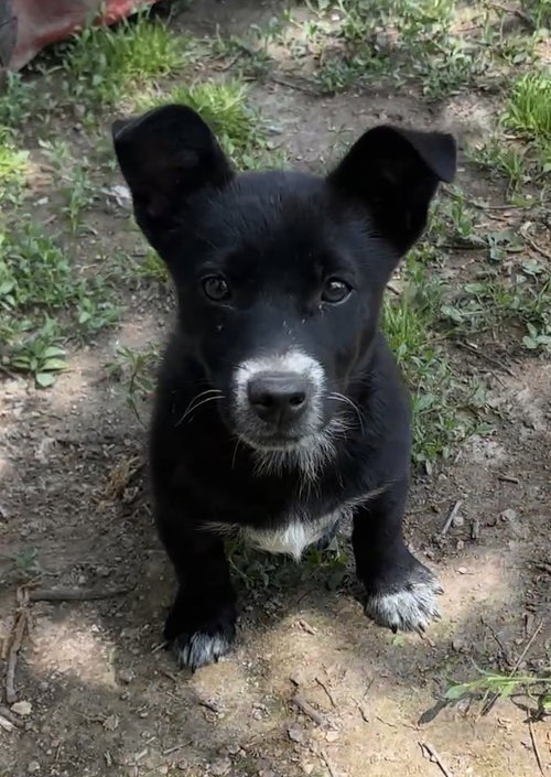 Rex E, an adoptable Australian Cattle Dog in Harrison, AR