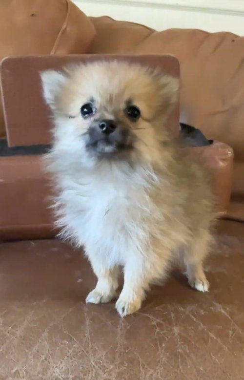 Izzy E, an adoptable Pomeranian in Harrison, AR