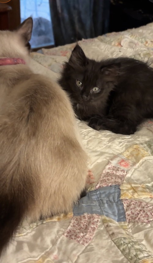 Kitt E, an adoptable Domestic Long Hair in Harrison, AR