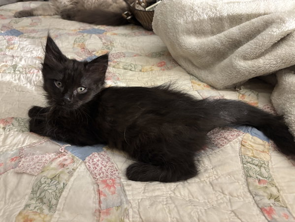 Kitt E