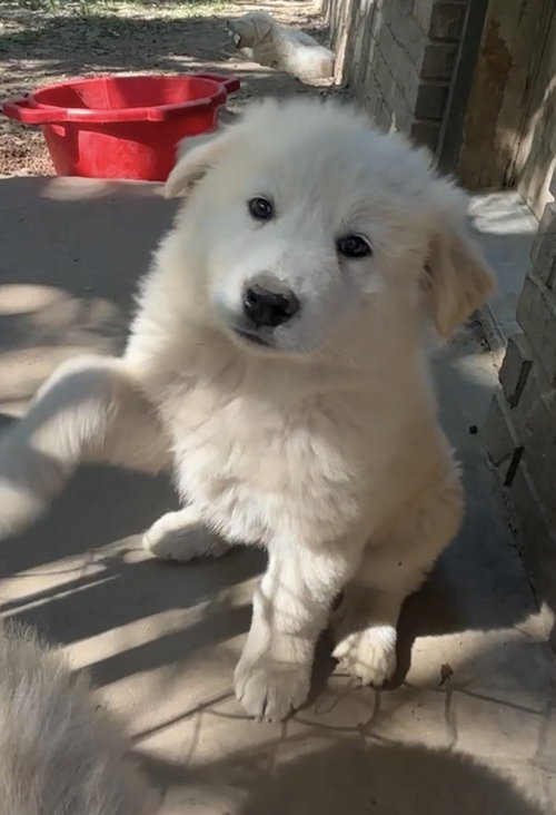 Kassie E, an adoptable Great Pyrenees in Harrison, AR