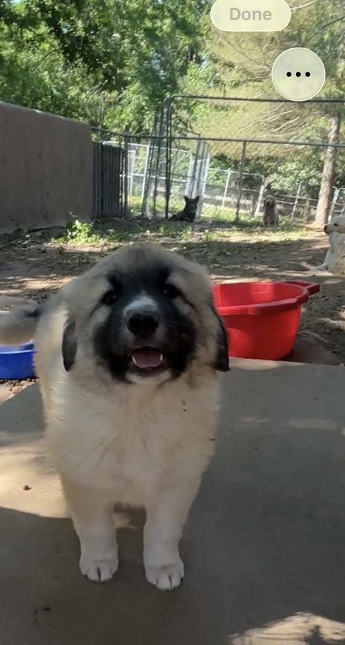 Bonnie E, an adoptable Great Pyrenees in Harrison, AR
