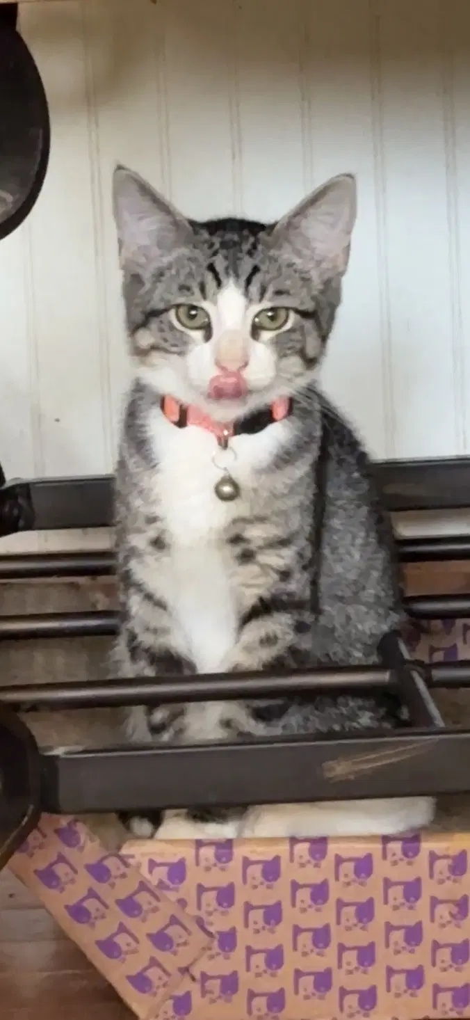 Tyson - American Shorthair