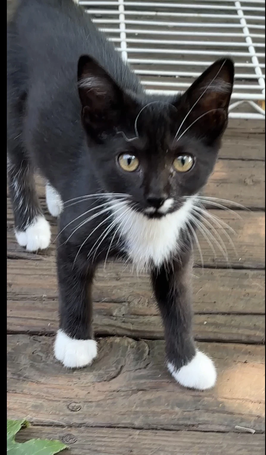 Domino