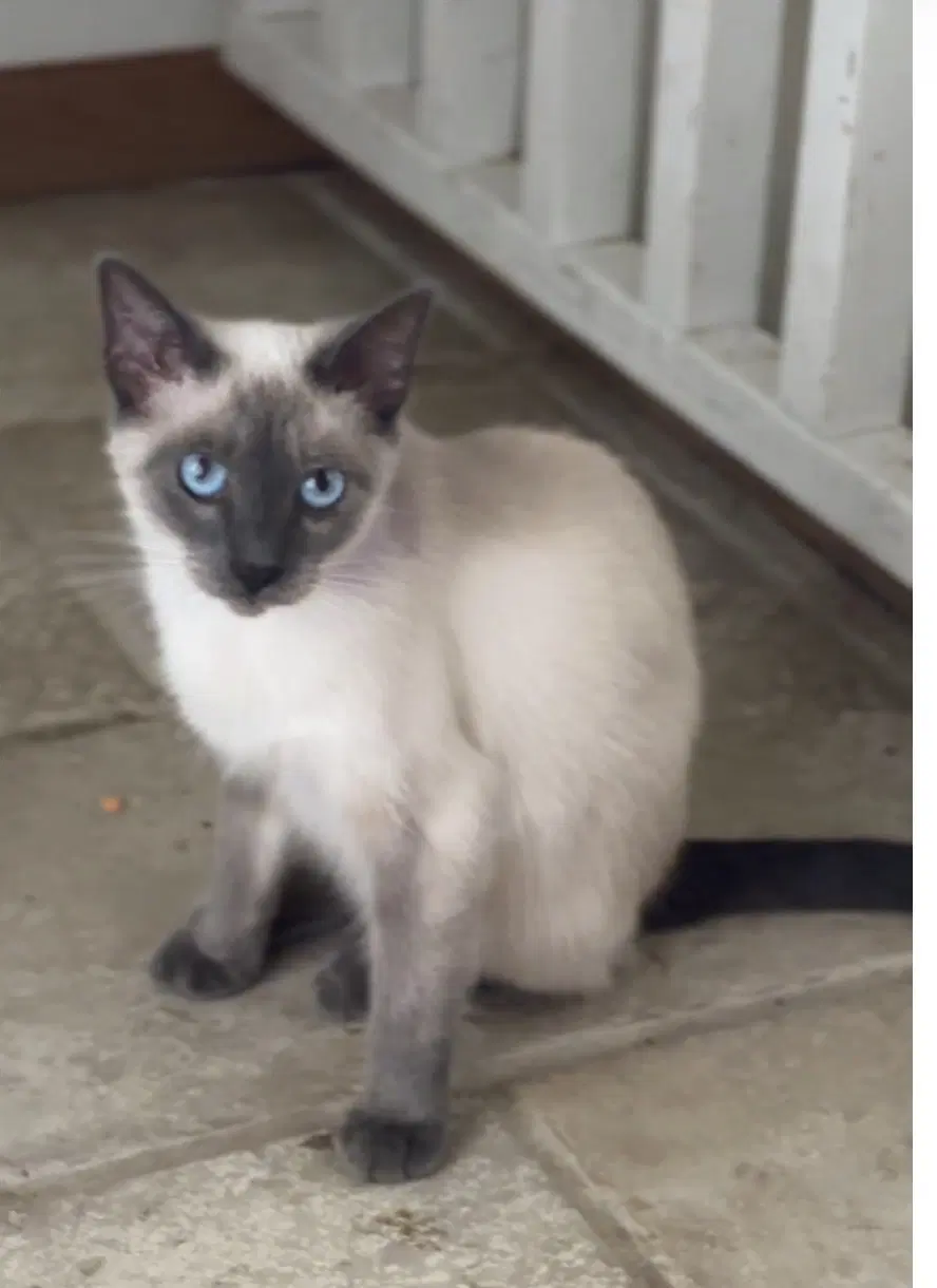 Sofie - Siamese