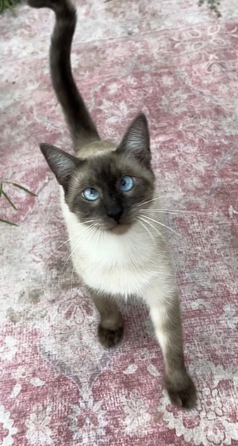 Skittles - Siamese