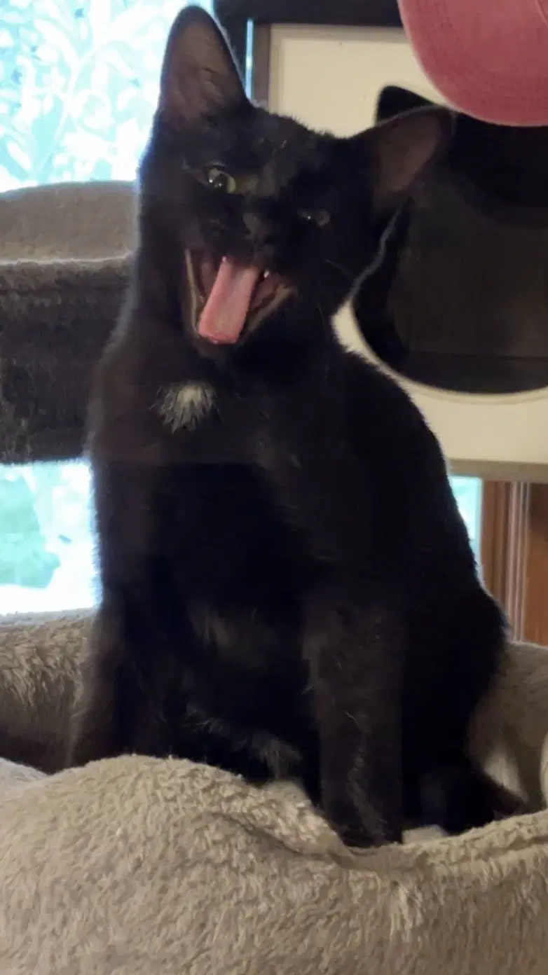 Salem - American Shorthair