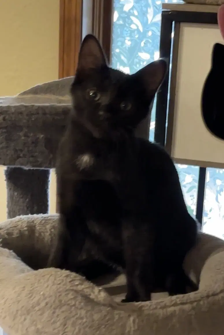 Salem image 2