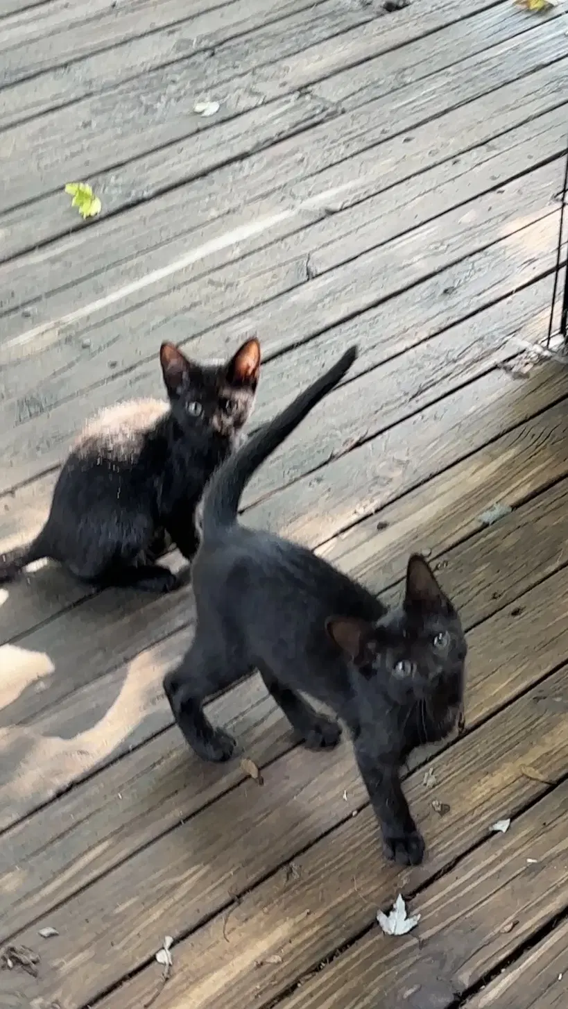 Salem image 3