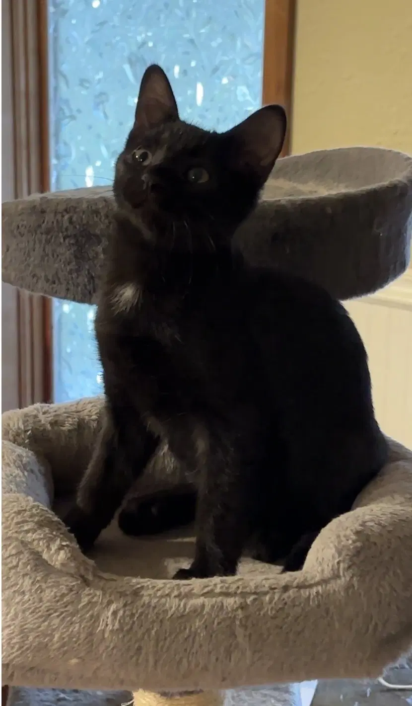 Salem image 4