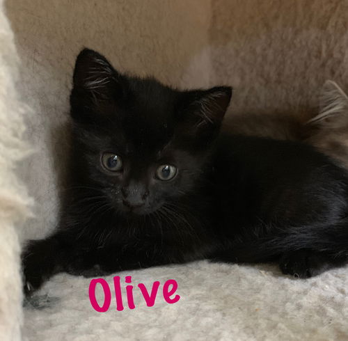 Olive