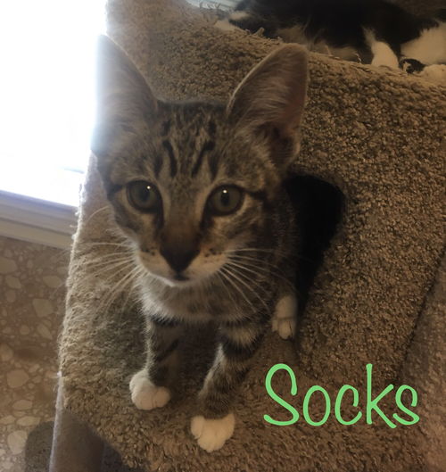 Socks