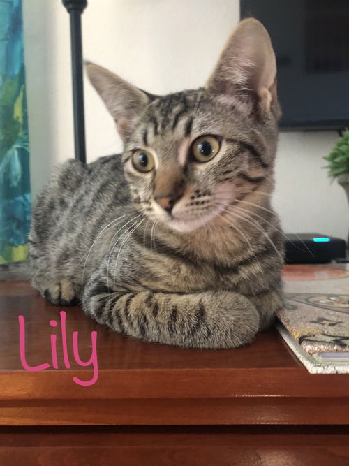 Lily