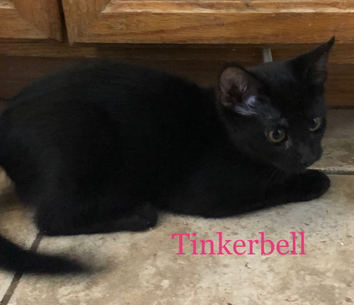 Tinkerbell