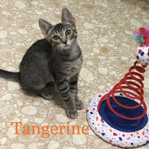 Tangerine